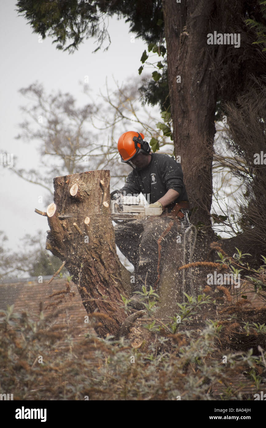 a tree surgeon chopping down a rotten tree Stock Photo - Alamy
