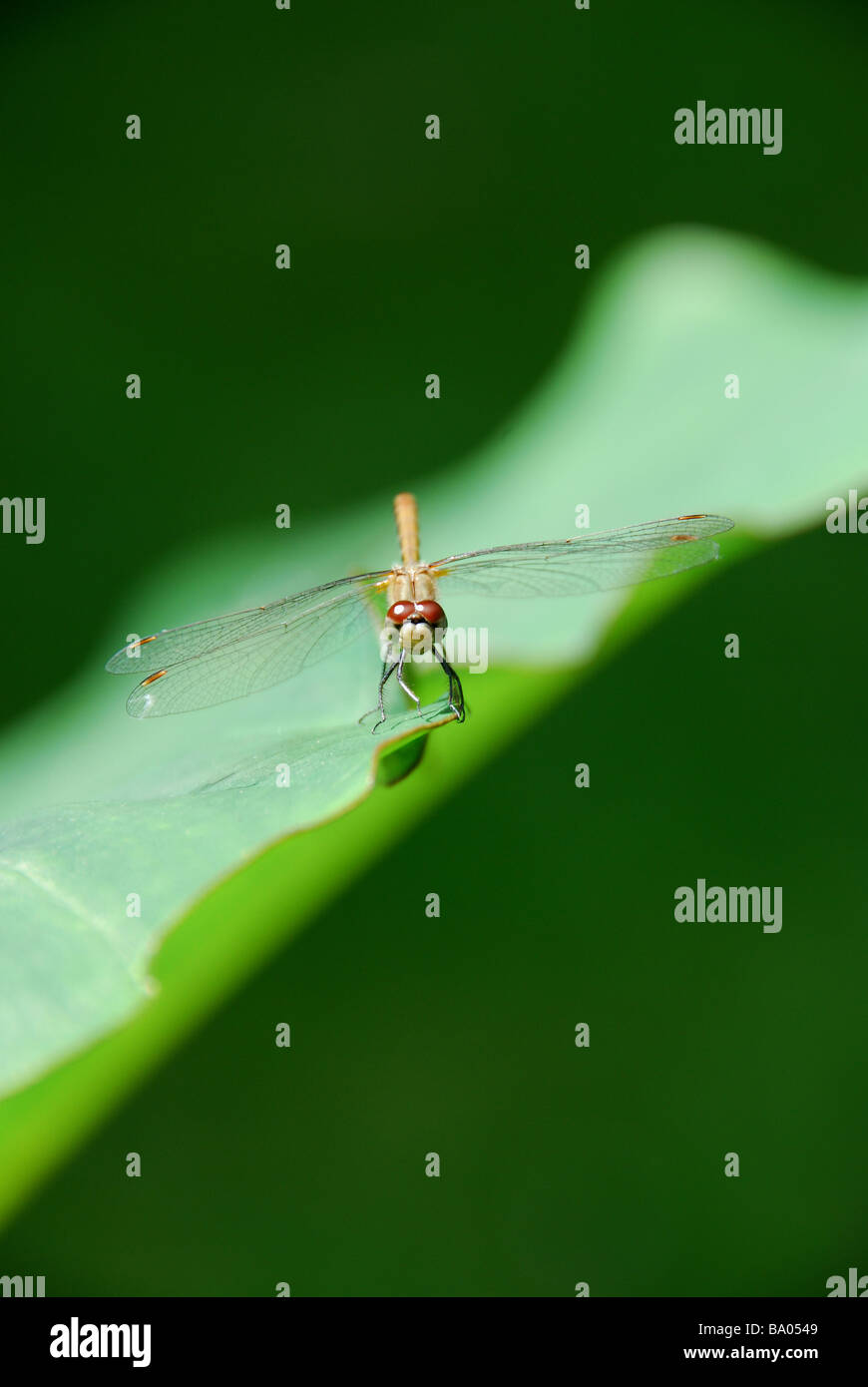 A darter dragonfly resting on the leaf of a colocasia Stock Photo