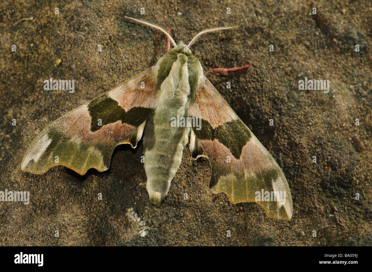 Lime hawk Moth (Mimas tiliae) nocturnal moth butterfly, Spain Stock Photo