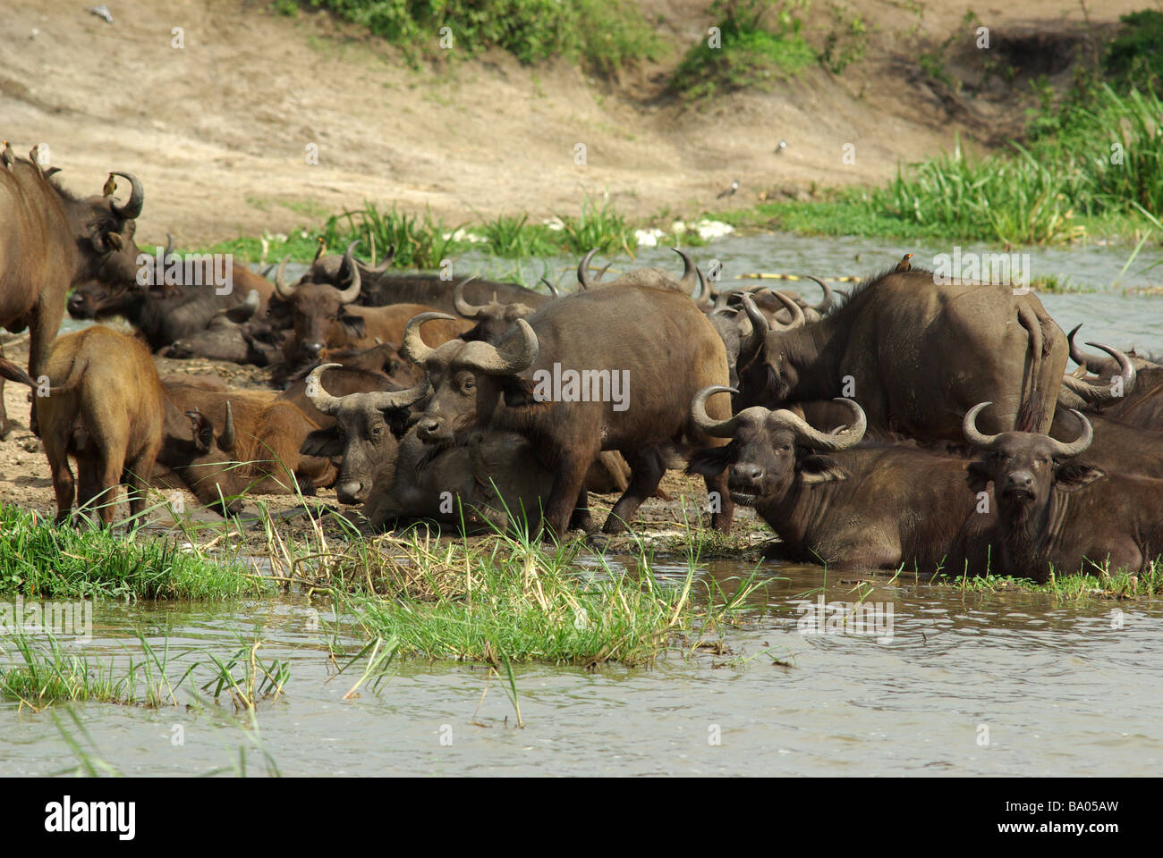 .Cape Buffalos - Syncerus caffer Stock Photo