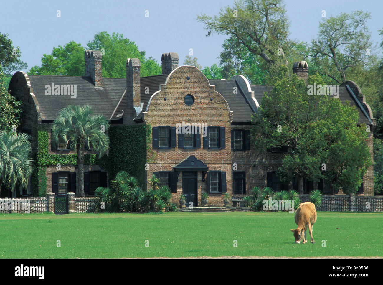 animal grazing on lawn at Middleton Place House Stock Photo