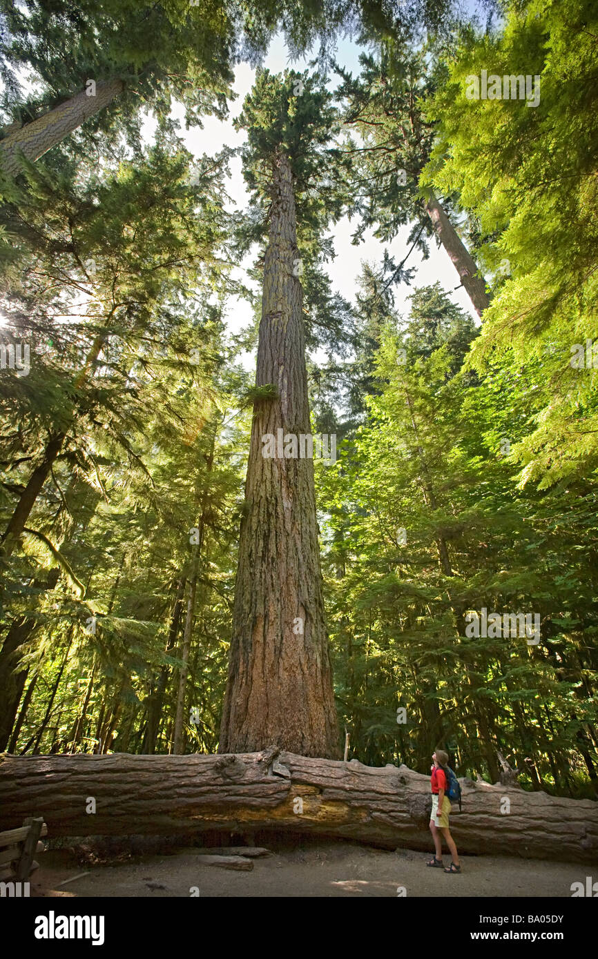 Largest tree in Cathedral Grove a Douglas Fir Pseudotsuga menziesii