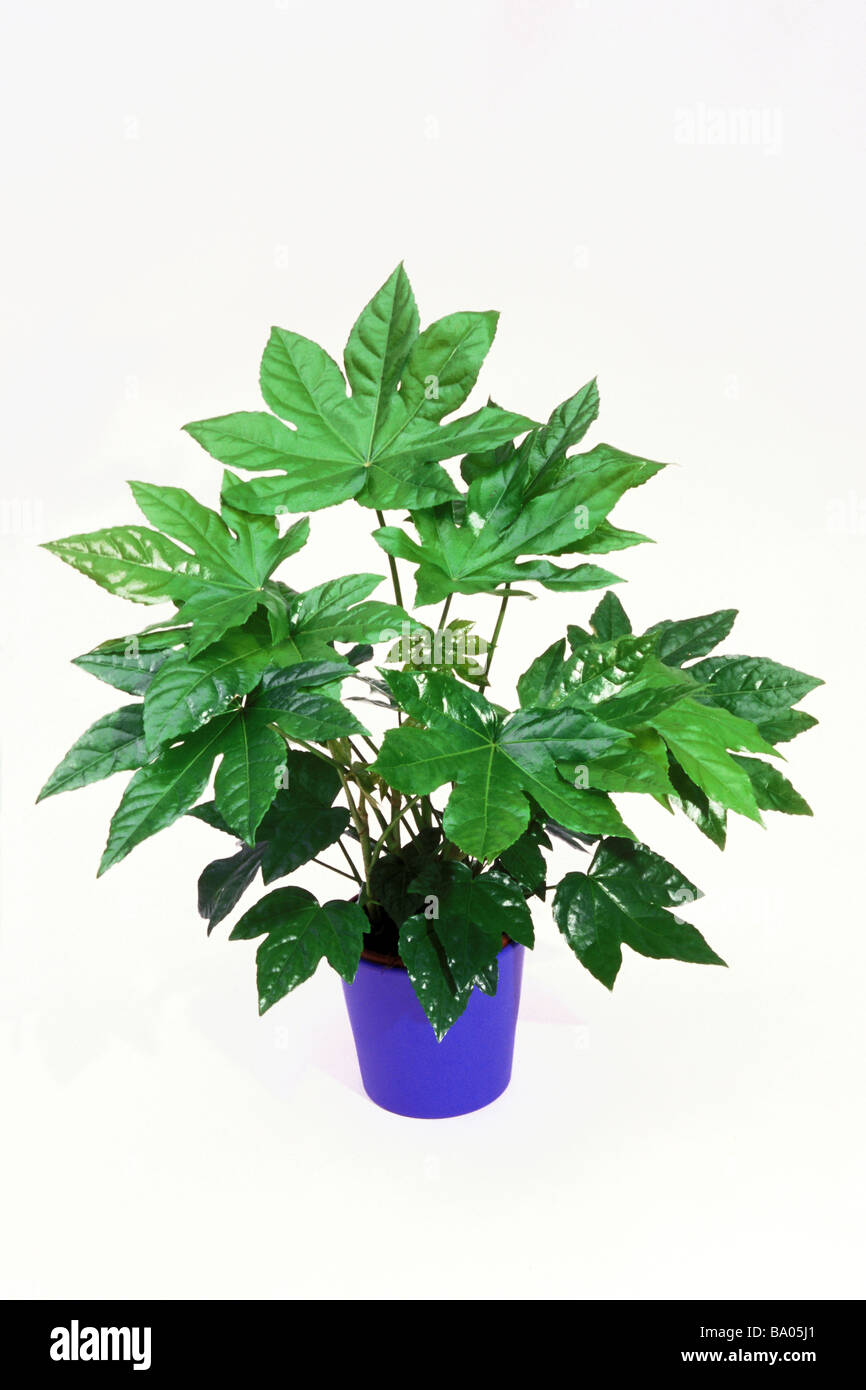 Japanese Aralia, Fatsi (Fatsia japonica), potted plant, studio picture Stock Photo