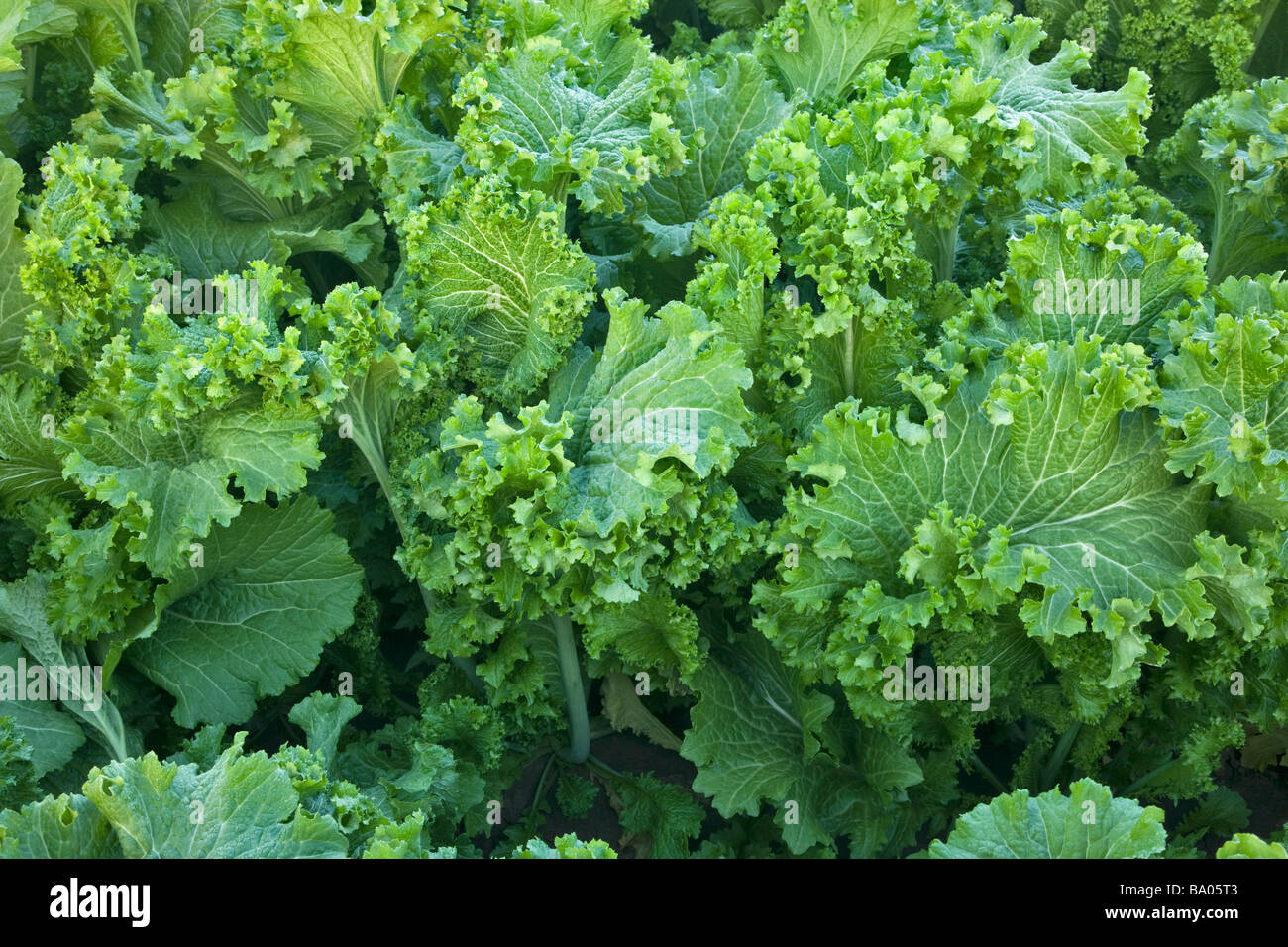 Closeup of Mustard Greens. Stock Photo