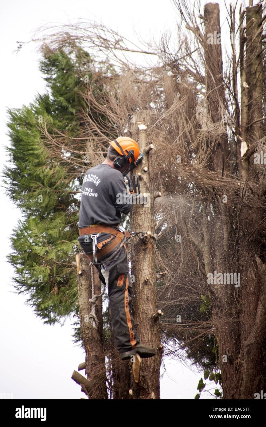 a tree surgeon chopping down a rotten tree Stock Photo - Alamy