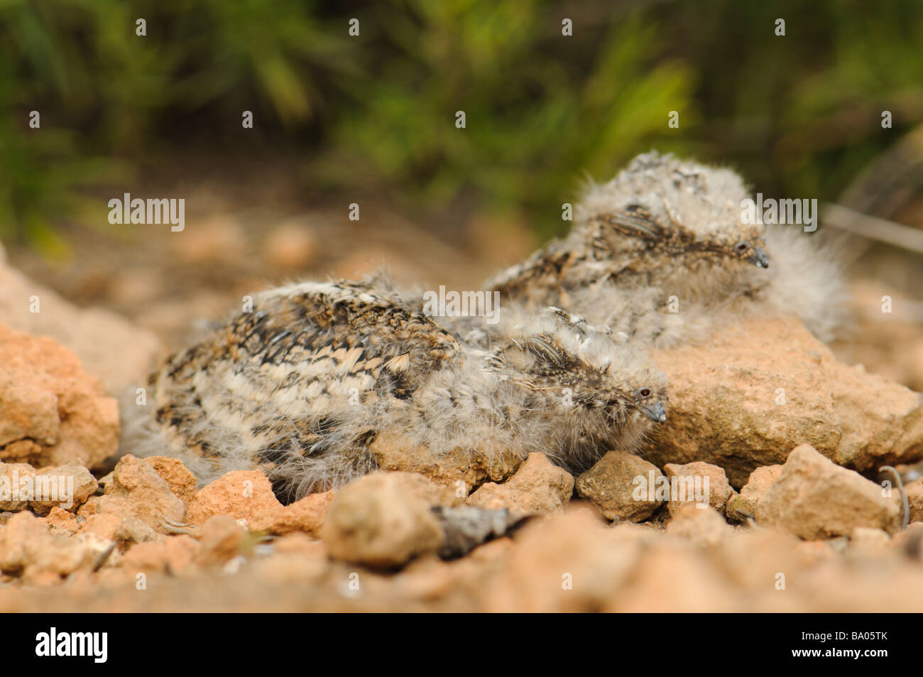 Two chicks of Red- Necked Nightjar at nest Spain Stock Photo