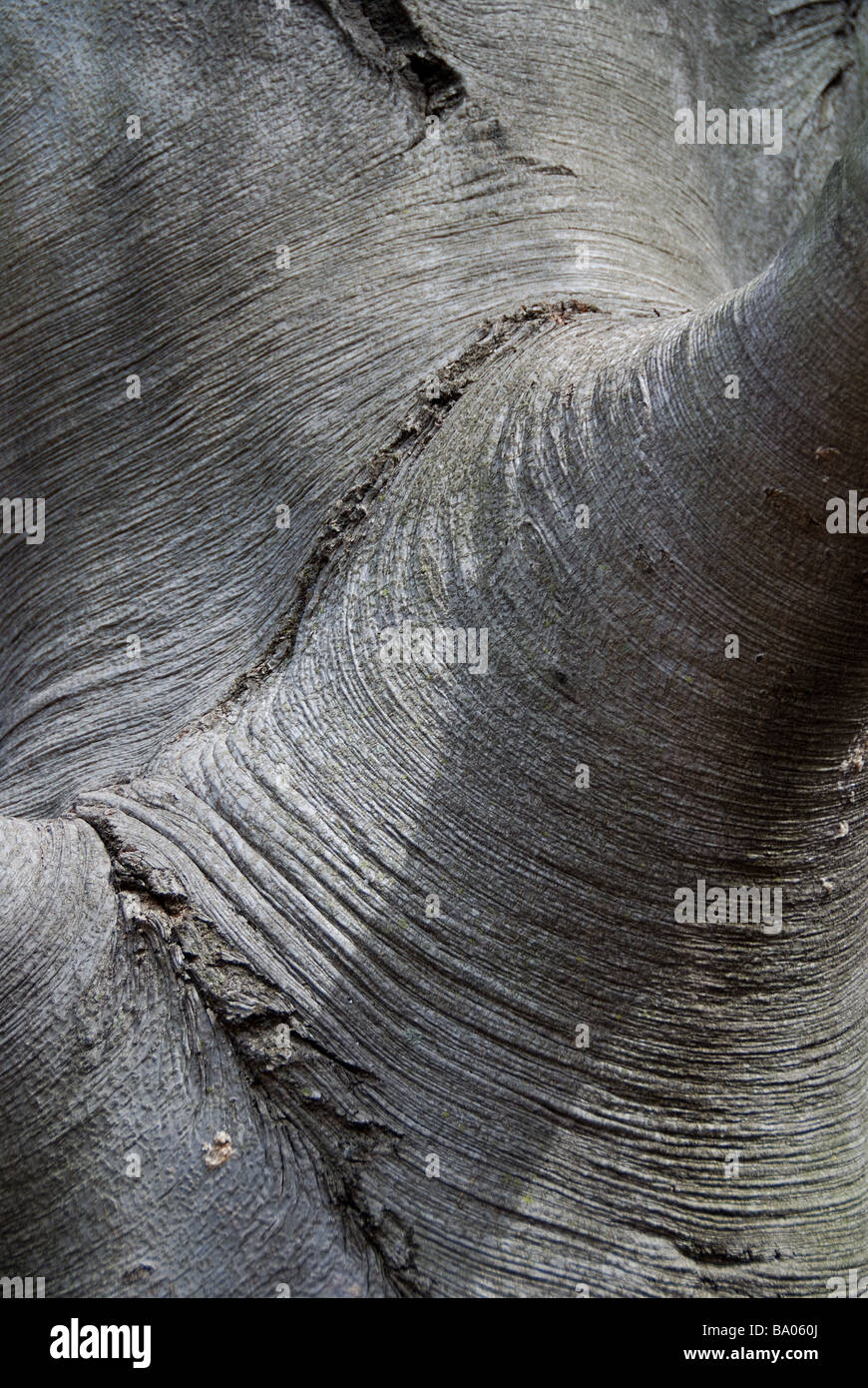A closeup of the smooth textured bark of a European beech tree (Fagus sylvatica) Stock Photo