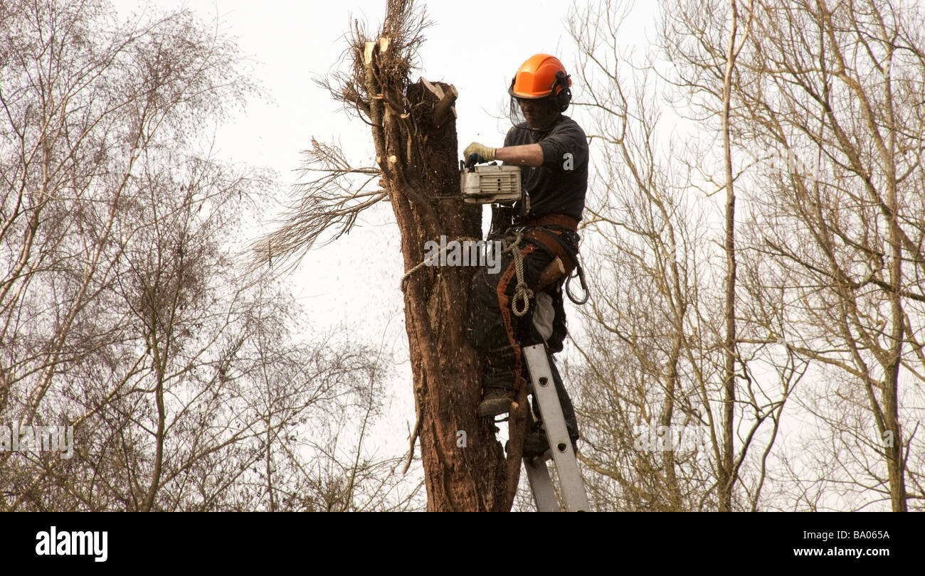 a tree surgeon chopping down a rotten tree Stock Photo - Alamy