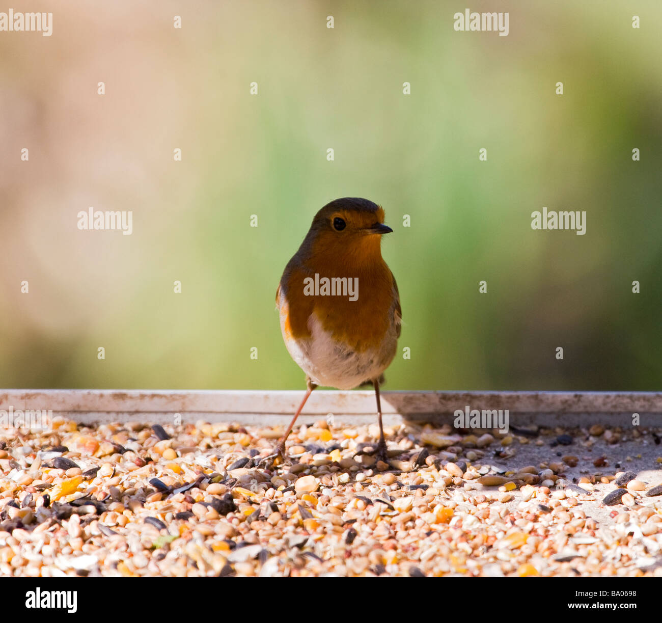 Robin bird,Essex,England,UK Stock Photo