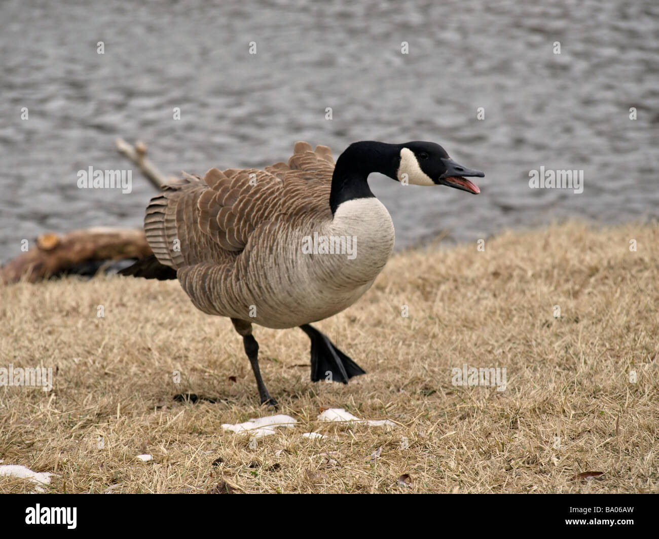 Aggressive Canadian Goose Stock Photo - Alamy