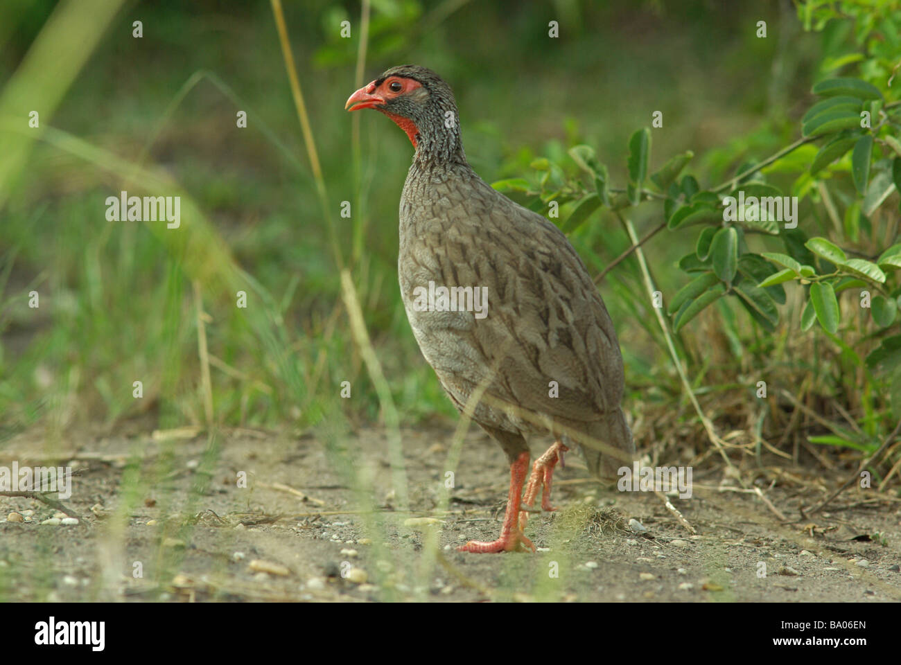 Red necked spurfowl - Francolinus afer Stock Photo