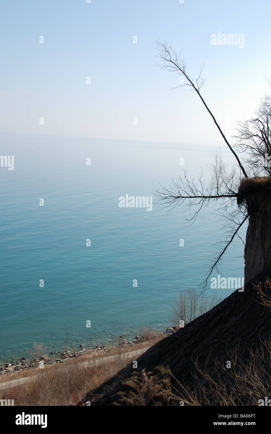 Damaged trees that have fallen victim to erosion leaning over on the side of the Scarborough bluffs in Toronto Ontario Canada Stock Photo