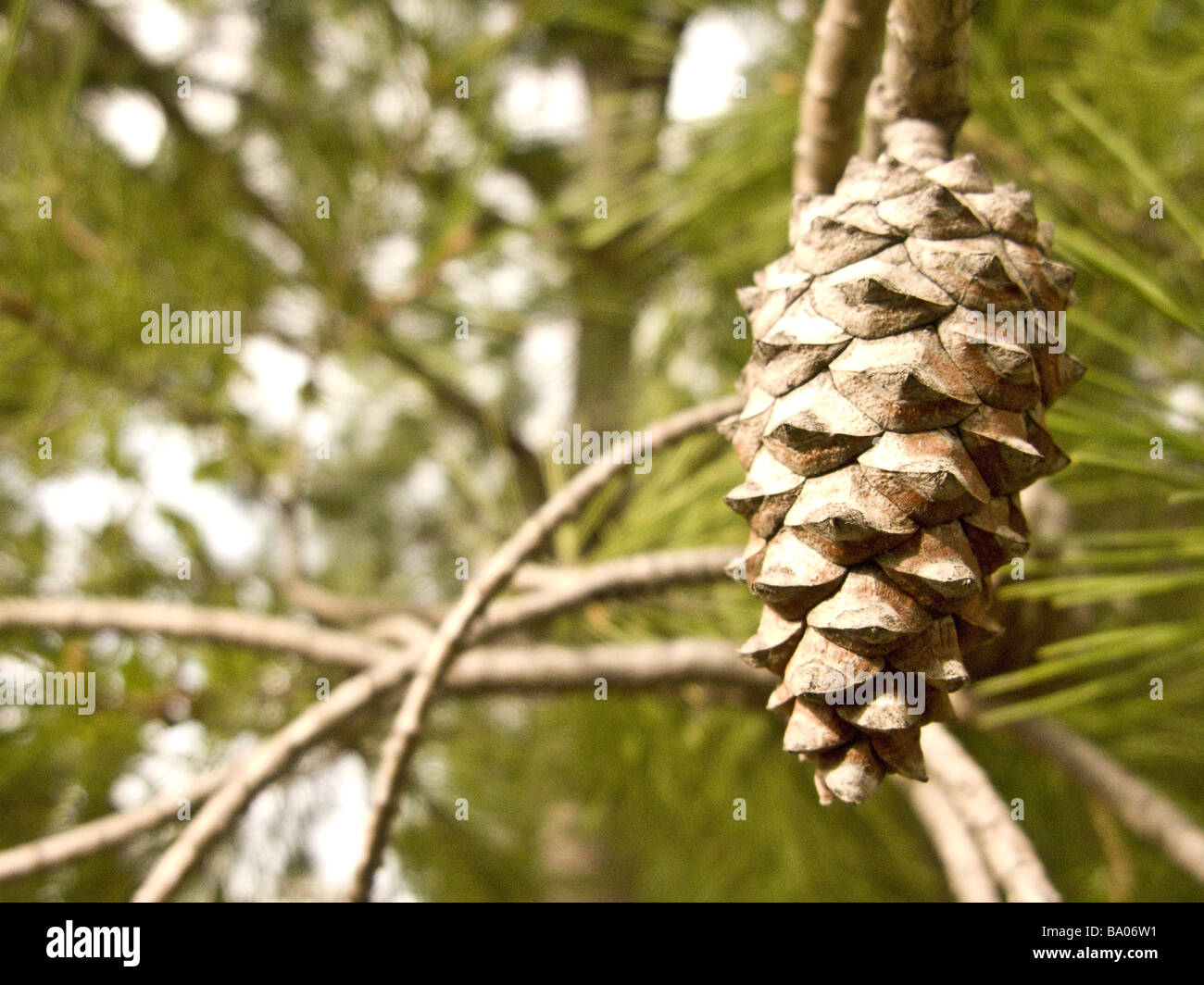 maritime pine. Pine cone pinus pinaster Stock Photo