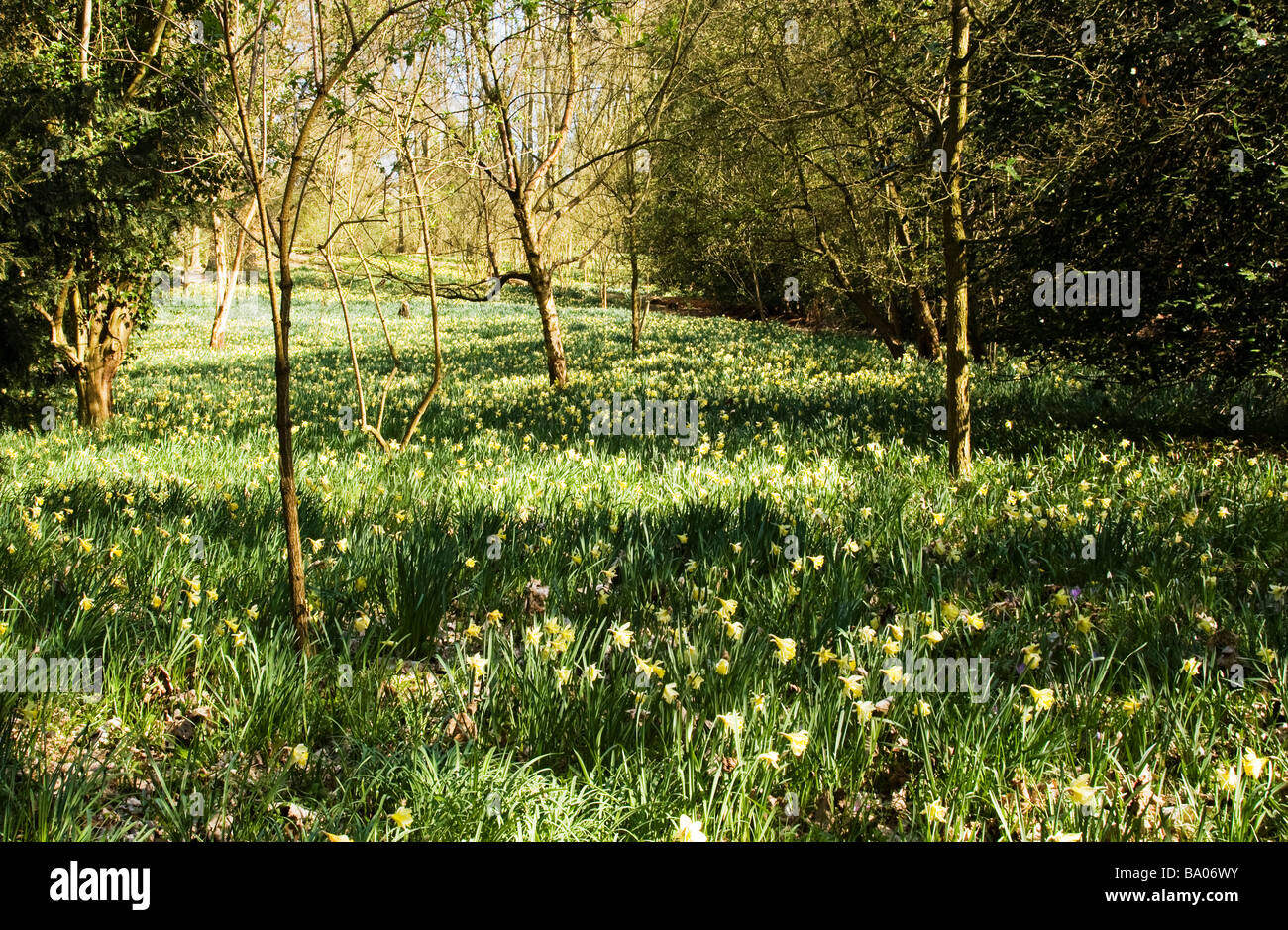 Flowers growing in woodland,Essex,England,UK Stock Photo Alamy