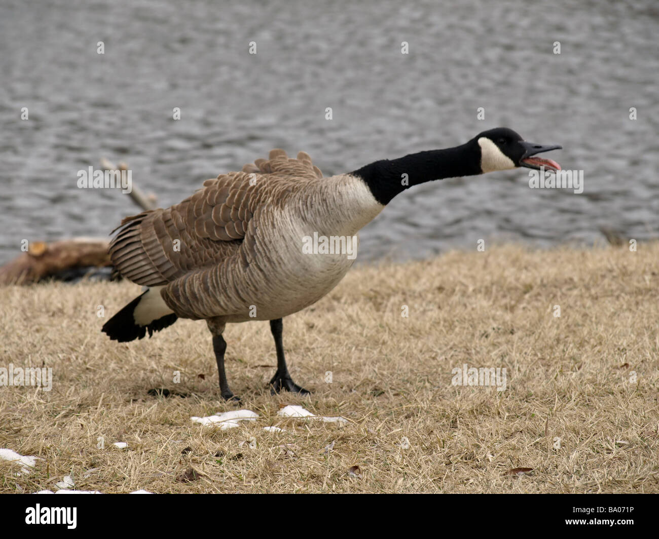 Goose honking hi res stock photography and images Alamy