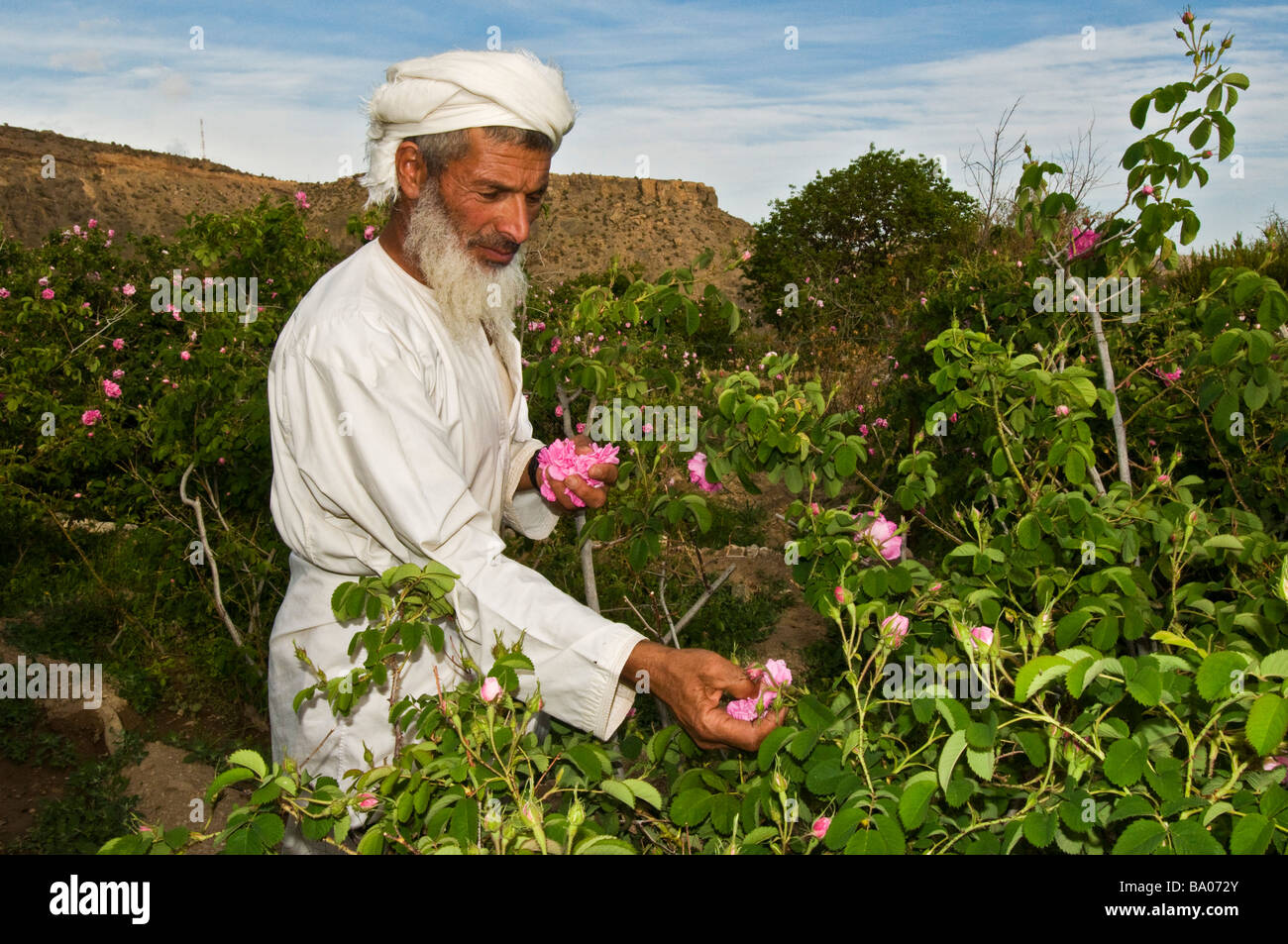 Villager picking roses to make Rose Water in Al-Jabal Al-akdar region Sultanate of Oman Stock Photo