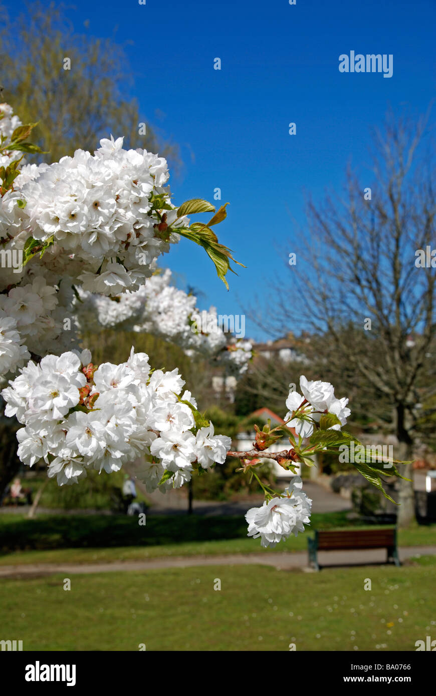 cherry blossom tree in full flower, devon, england Stock Photo