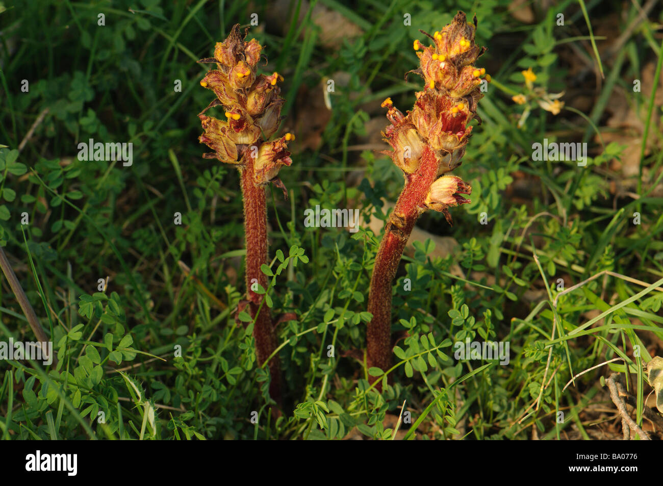 Orobanche sp., a parasitic plant, Spain Stock Photo