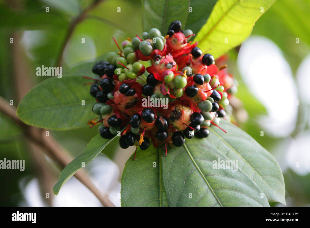 African Mickey Mouse Plant aka African Birds Eye Bush, Ochna mossambicensis, Tropical East Africa Stock Photo