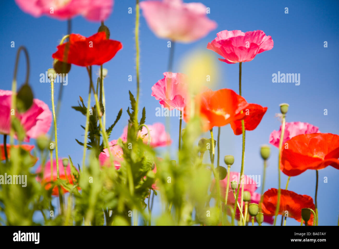 Shirley poppies (Papaver Rhoeas); Flowers on Mount Hood, Oregon, USA Stock Photo