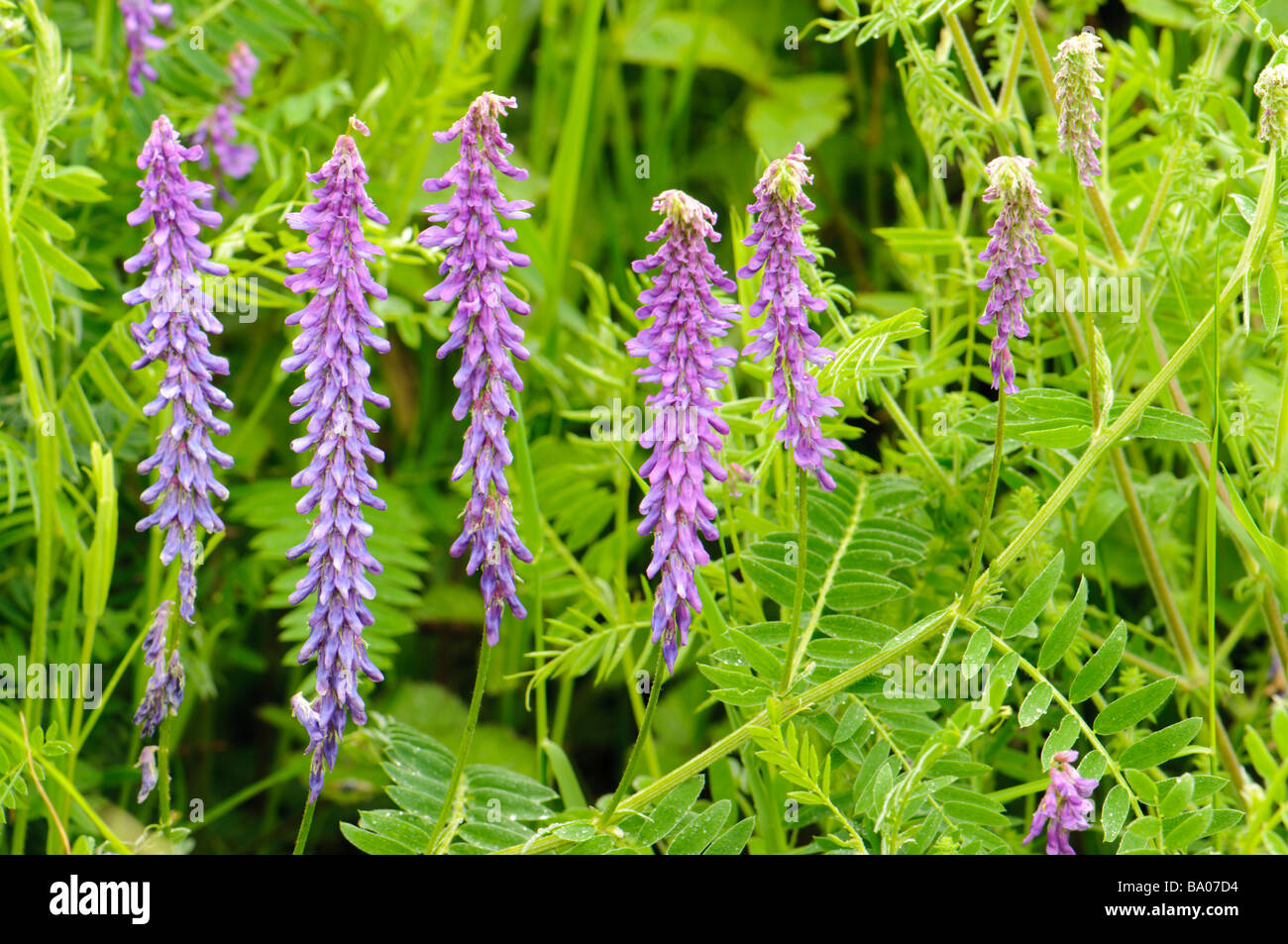 Tufted Weetch (Vicia cracca), pretty purple wildflower, Spain Stock Photo