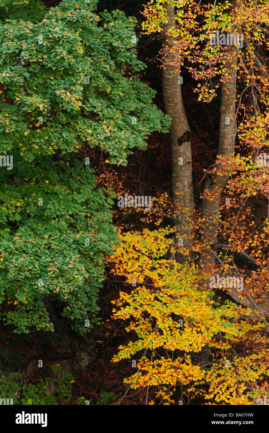 Landscape of deciduous Pyrenees beech forest in the Aran valley in autumn Lleida Spain Stock Photo