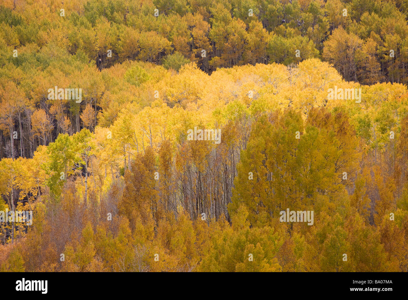 Dixie national forest hires stock photography and images Alamy