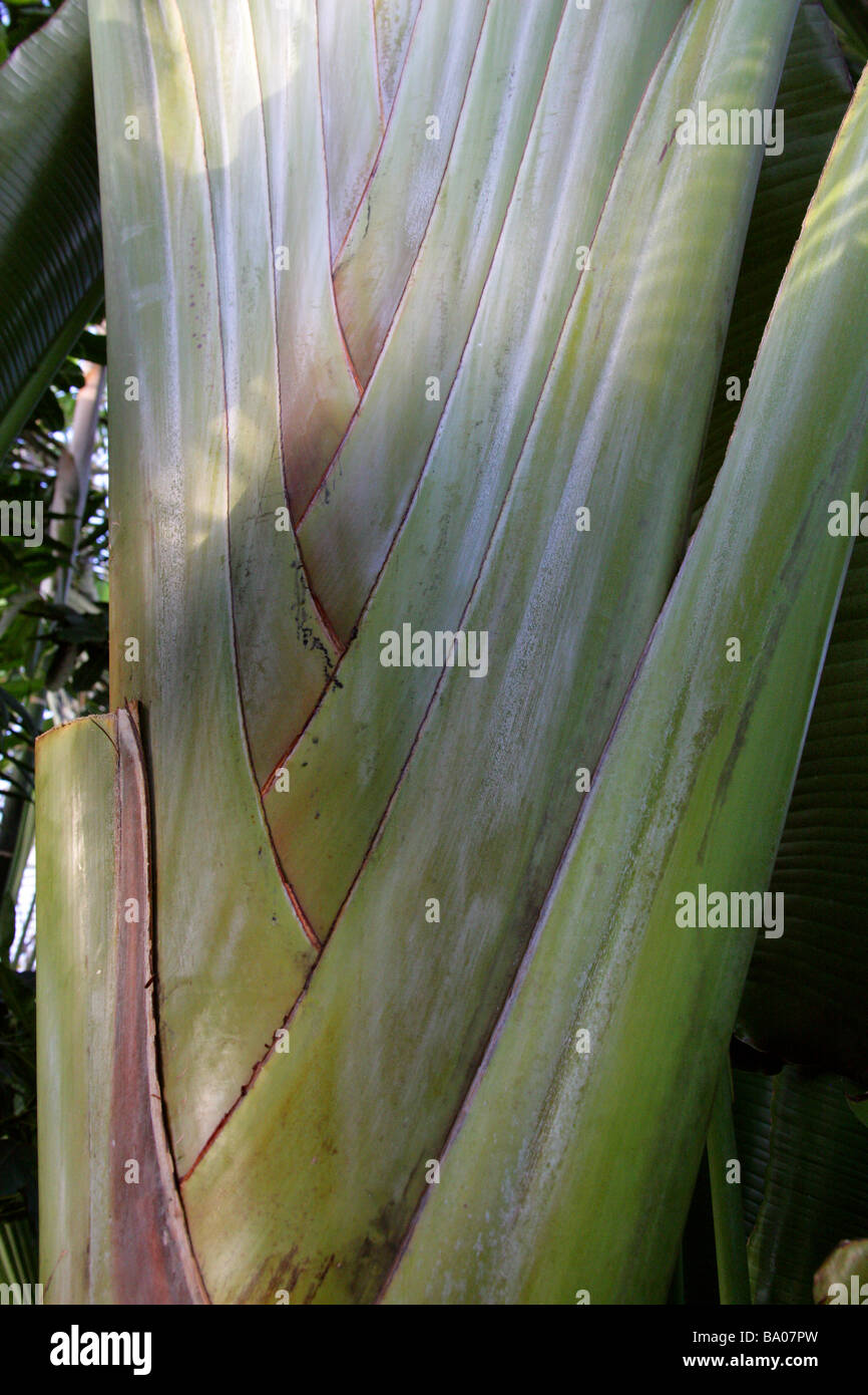 Traveller's Tree or Traveller's Palm, Ravenala madagascariensis, Strelitziaceae, Madagascar Stock Photo