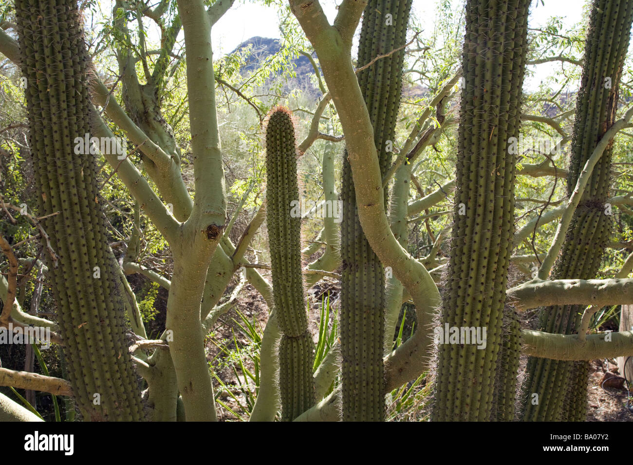 Cactus at the Arizona Sonora Desert Museum near Tucson Arizona Stock Photo
