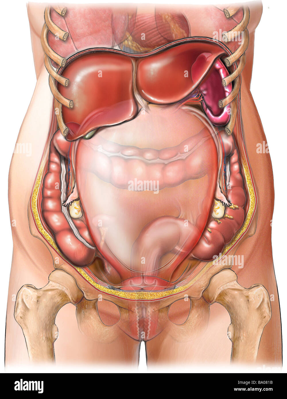 This medical illustration depicts the anatomy of an adult female 22 weeks pregnant. Her internal organs are included. Stock Photo