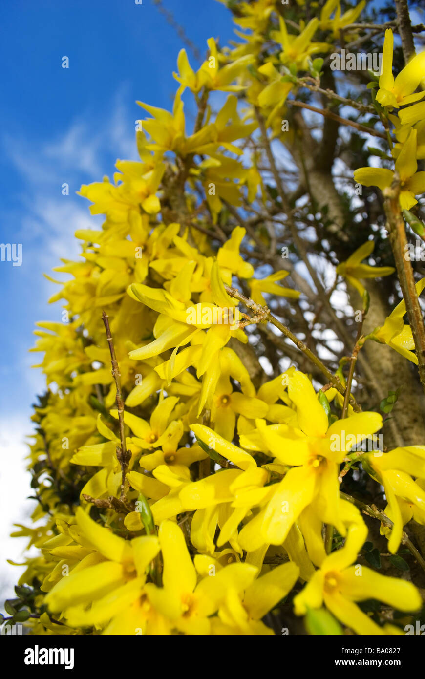 Forsythia in bloom bright yellow flowering shrub flowering tree flowering bush flowering in the spring time Stock Photo