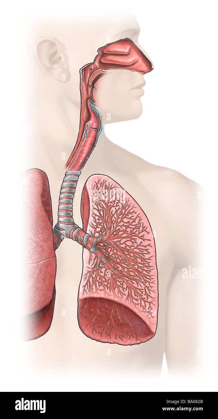 This medical image features an anterior view of the thorax and the respiratory system with the lungs, bronchi and trachea. Stock Photo