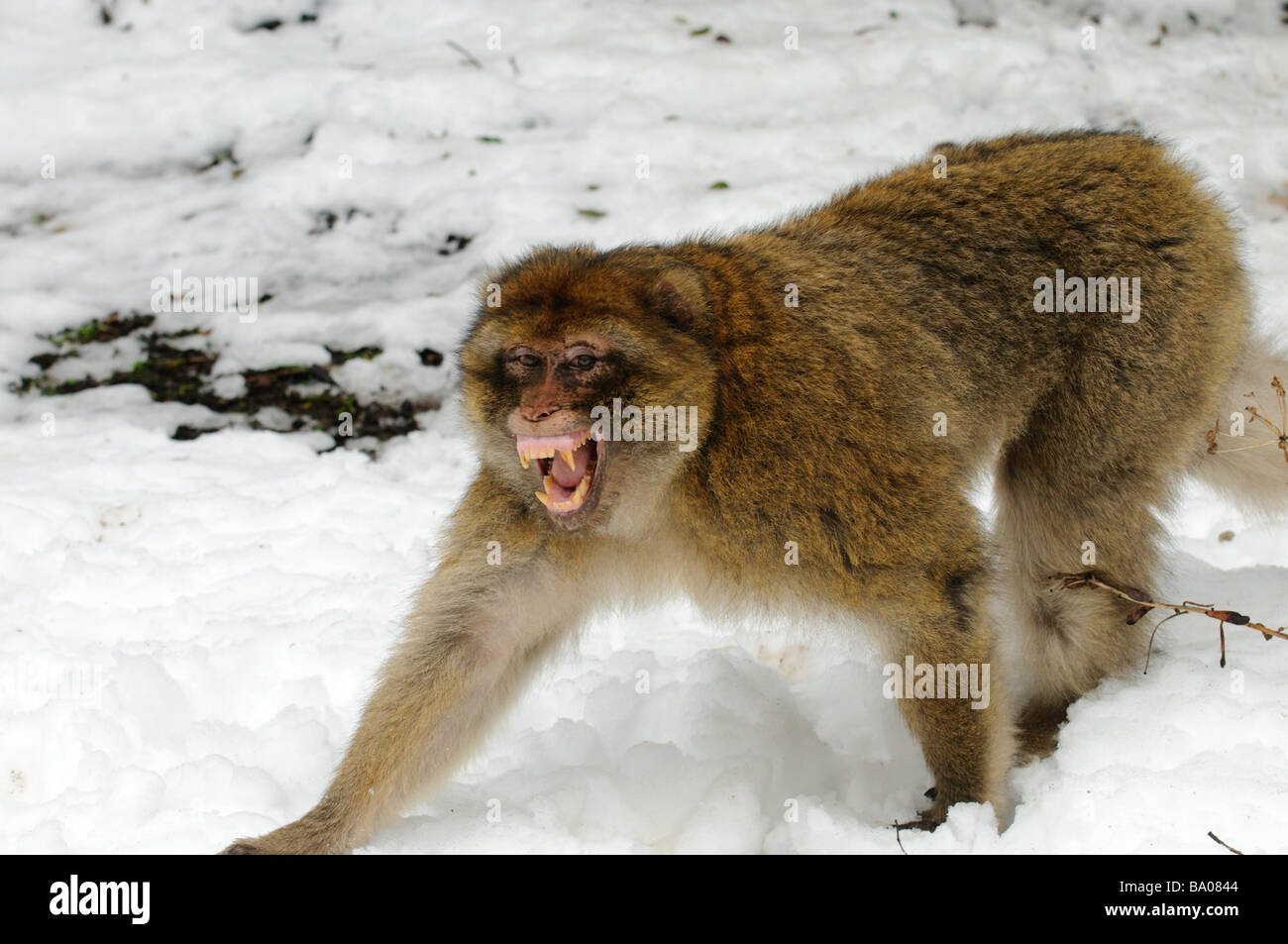 Aggressive male of Barbary Macaque (Macaca sylvanus) in the snow at the Cedar forest, Azrou, Morocco Stock Photo