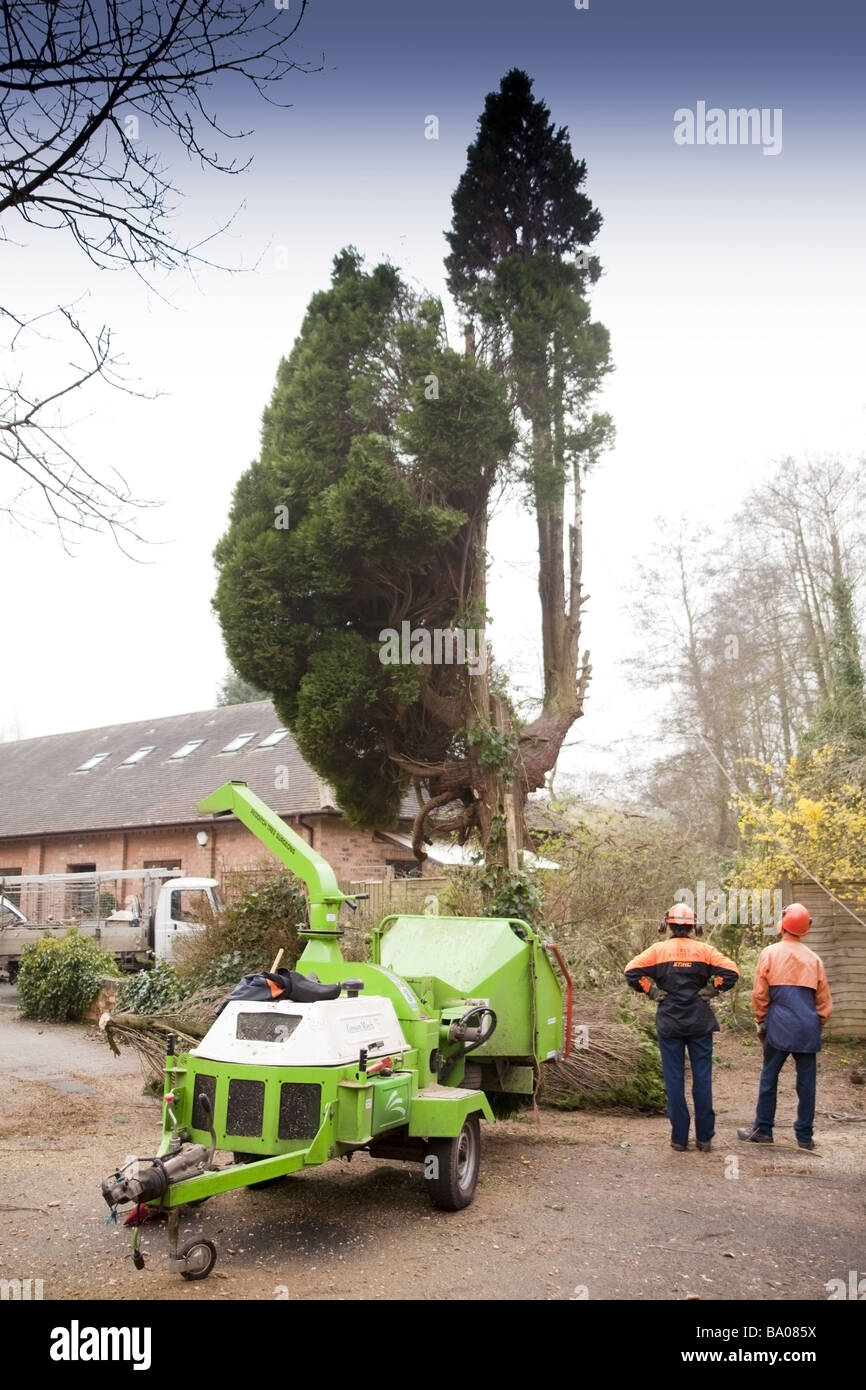 a tree surgeon chopping down a rotten tree Stock Photo - Alamy