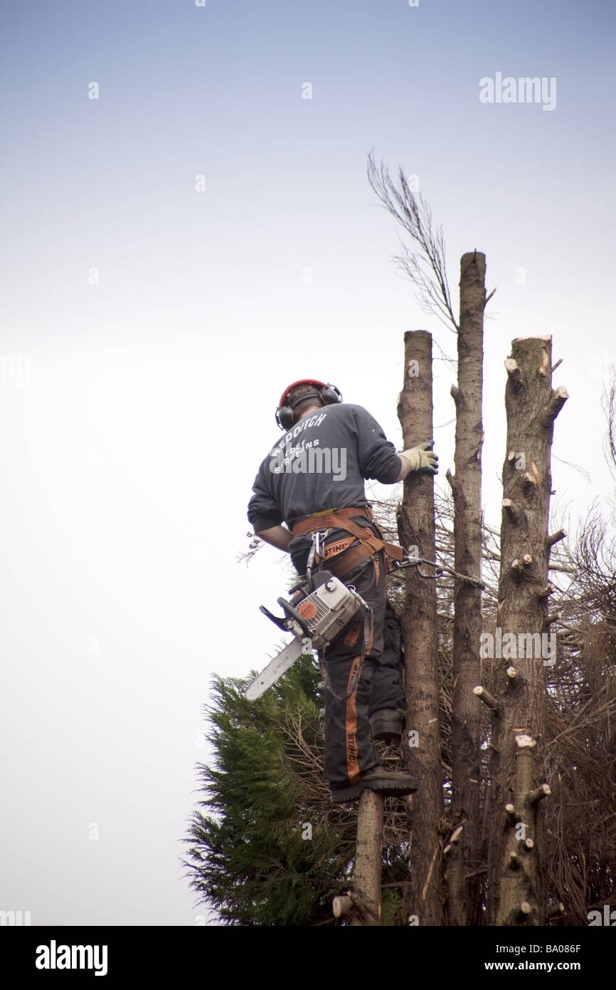 a tree surgeon chopping down a rotten tree Stock Photo - Alamy