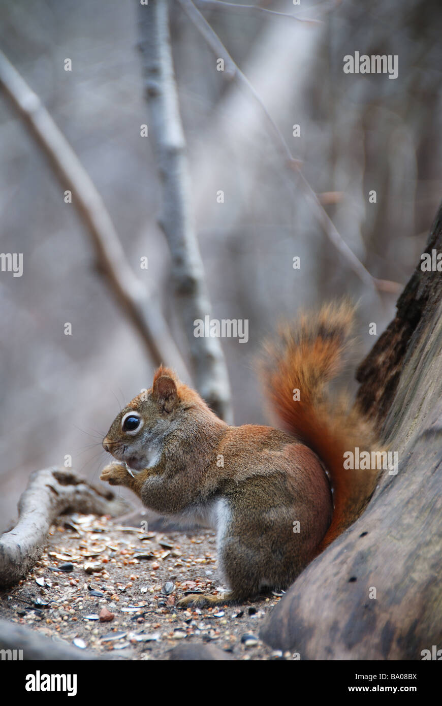 An eastern red squirrel eating seeds and nuts in a Canadian forest. Stock Photo