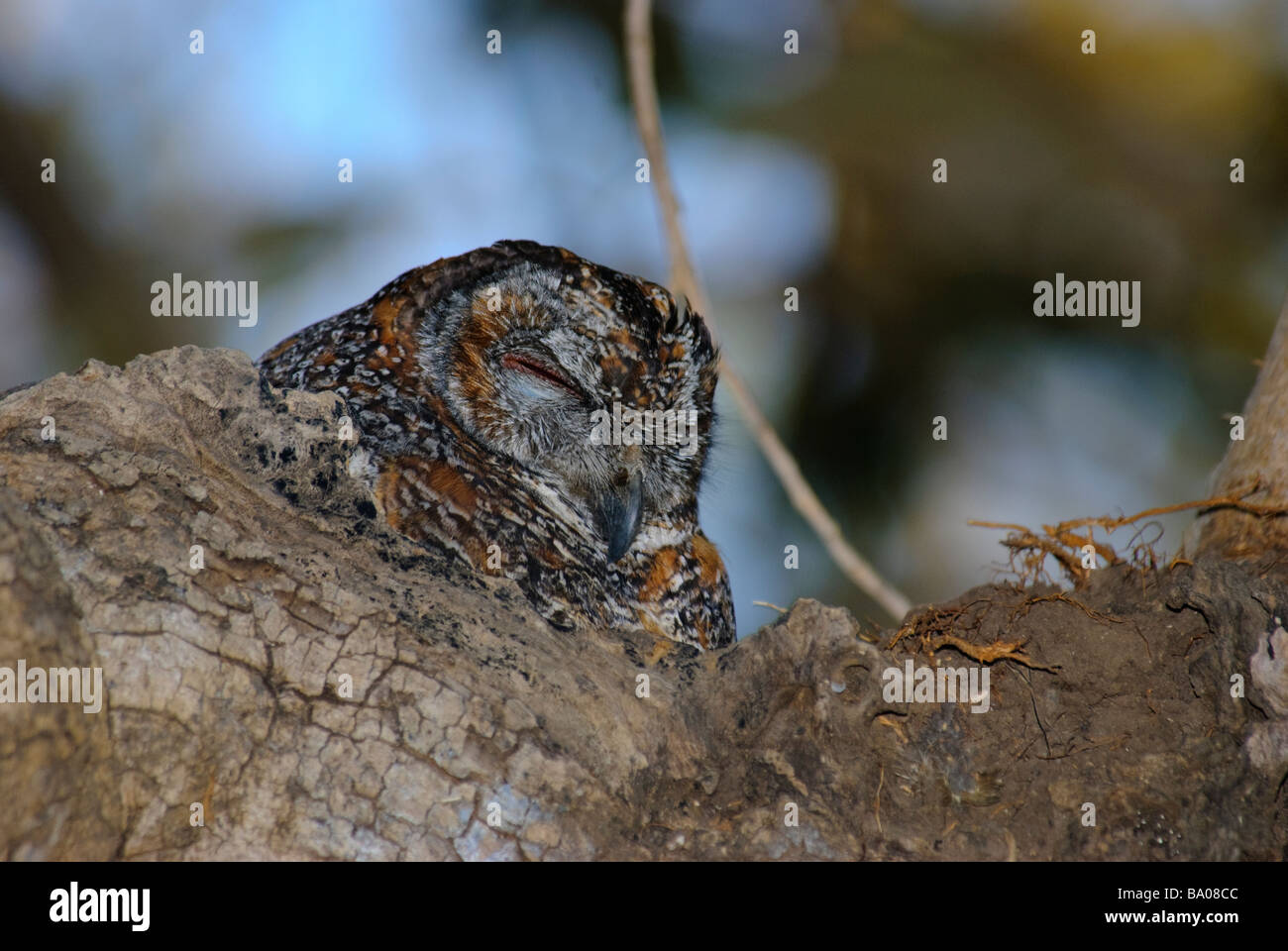 Head of Mottled Wood Owl Strix ocellata sitting in nest Stock Photo