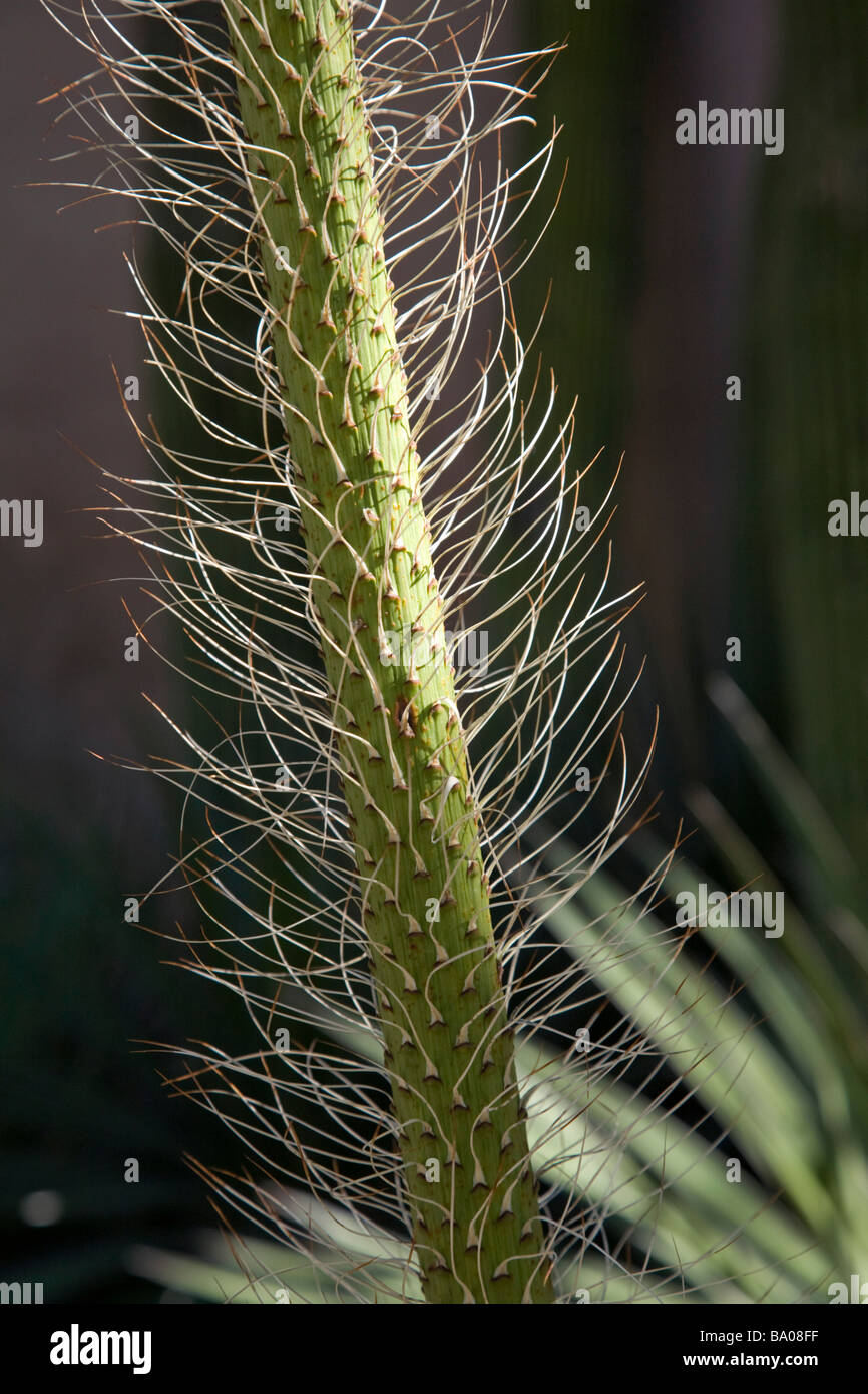 Desert succulent plant at the Arizona Sonora Desert Museum near Tucson Arizona Stock Photo