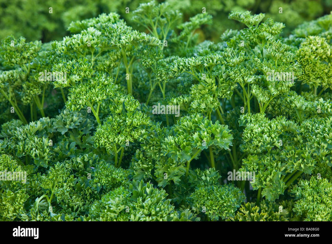 Closeup of Parsley growing, organic. Stock Photo