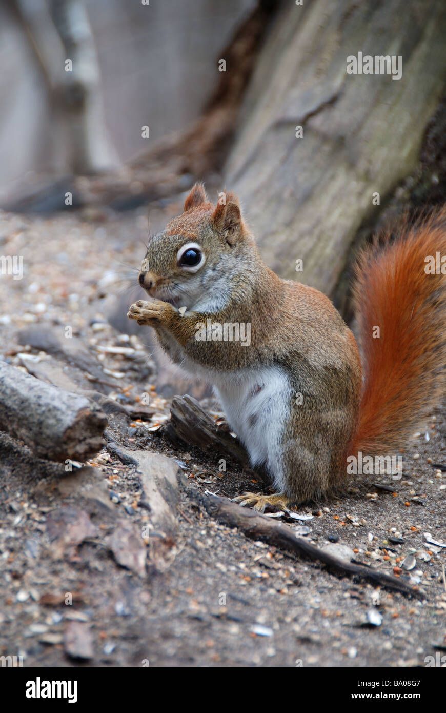 Feeding nuts squirrel hires stock photography and images Alamy