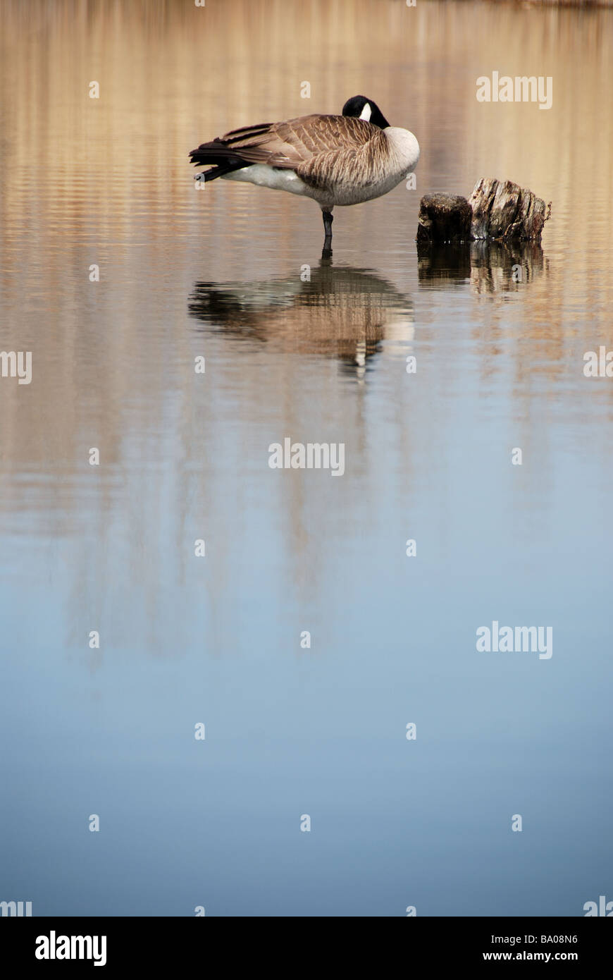 A Canadian goose resting in a pond on the Leslie Street Spit, a man-made bird sanctuary near the center of Toronto Stock Photo