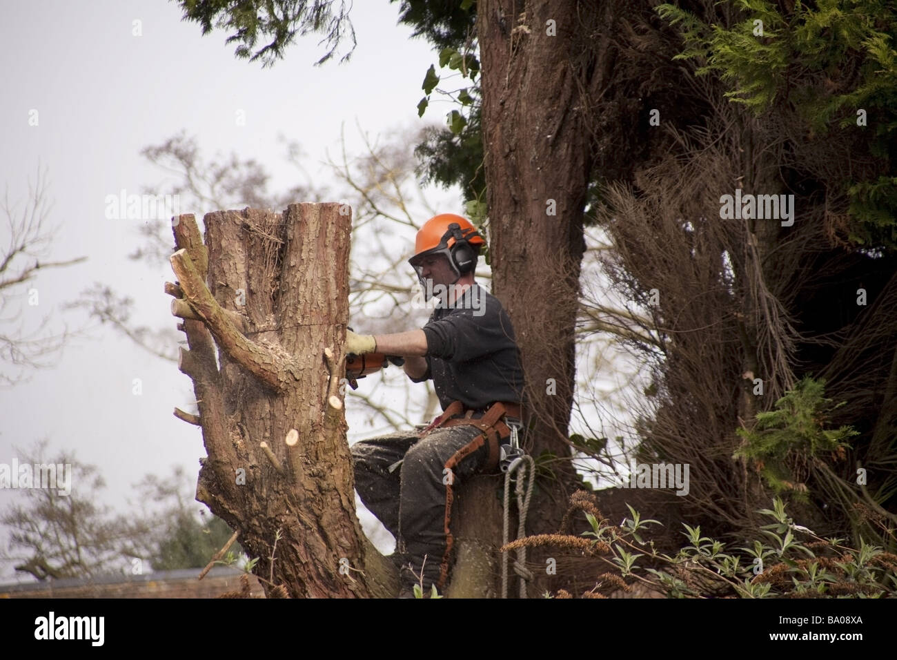 a tree surgeon chopping down a rotten tree Stock Photo - Alamy