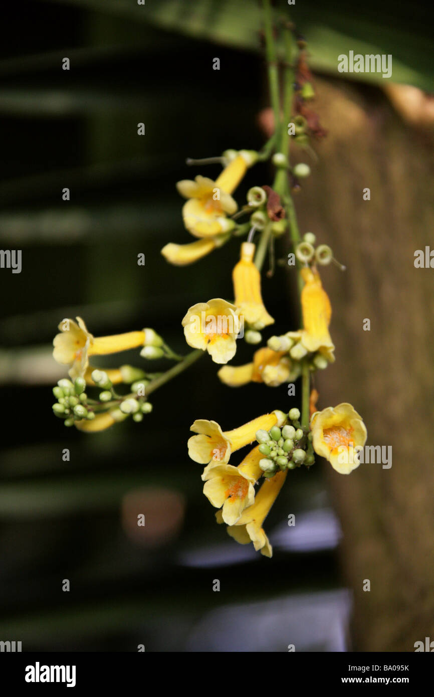 Ophiocolea floribunda, Bignoniaceae, Madagascar Stock Photo