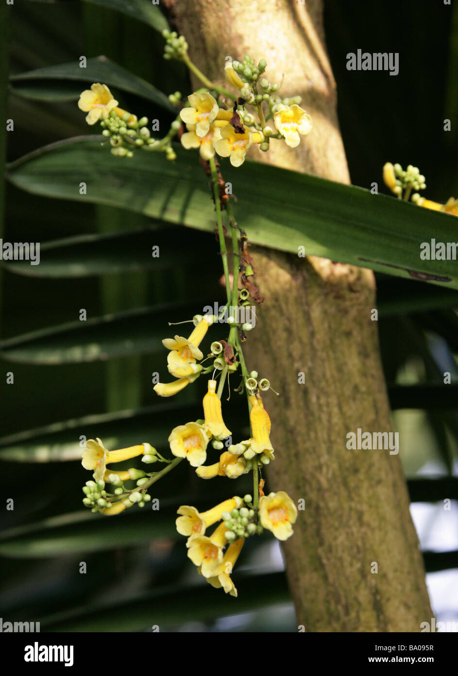 Ophiocolea floribunda, Bignoniaceae, Madagascar Stock Photo