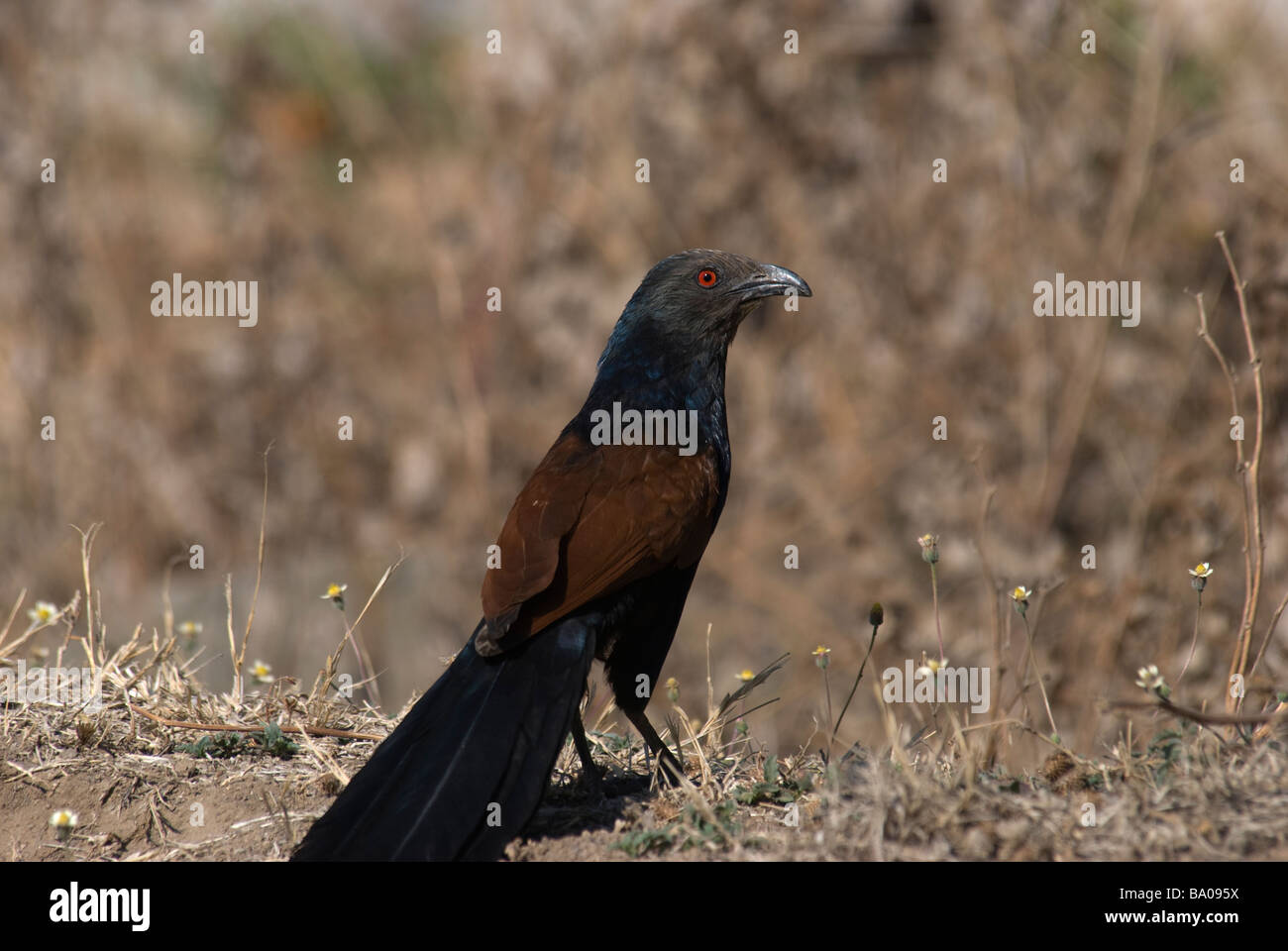 Chemboth Coucal bird india hi-res stock photography and images - Alamy