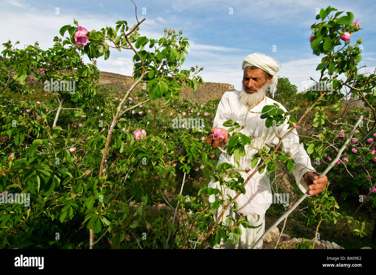 Villager picking roses to make Rose Water in Al-Jabal Al-akdar region Sultanate of Oman Stock Photo