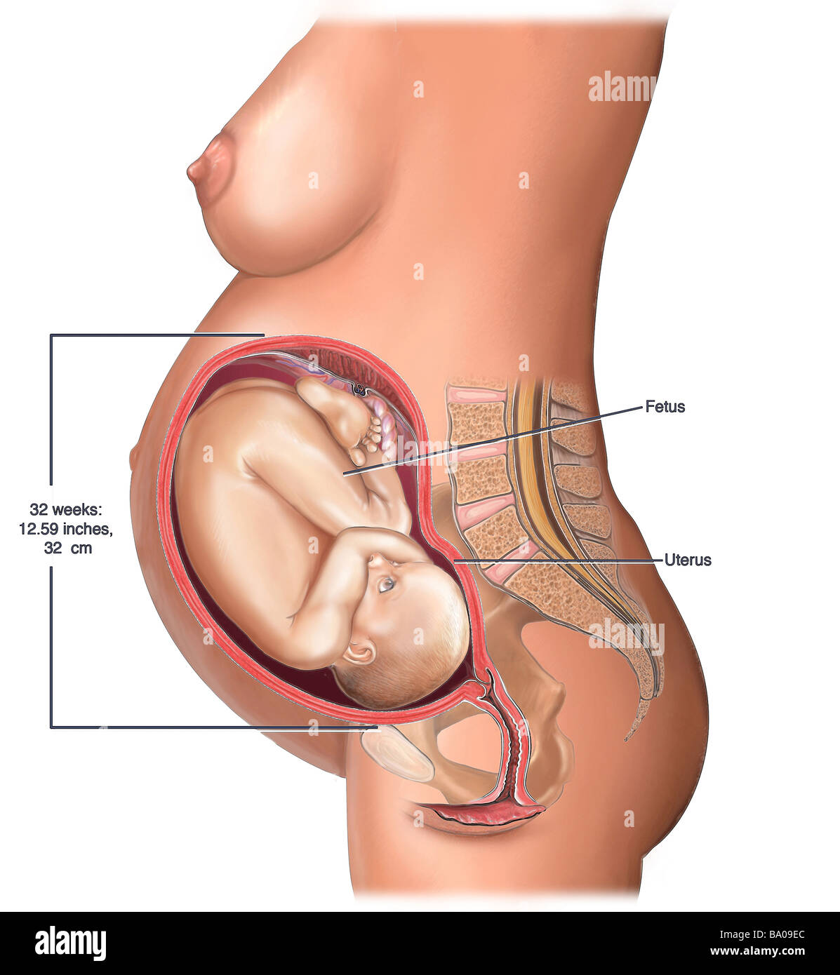 This stock medical illustration shows a cut away view of the uterus in the eighth month (third trimester) of pregnancy . Stock Photo