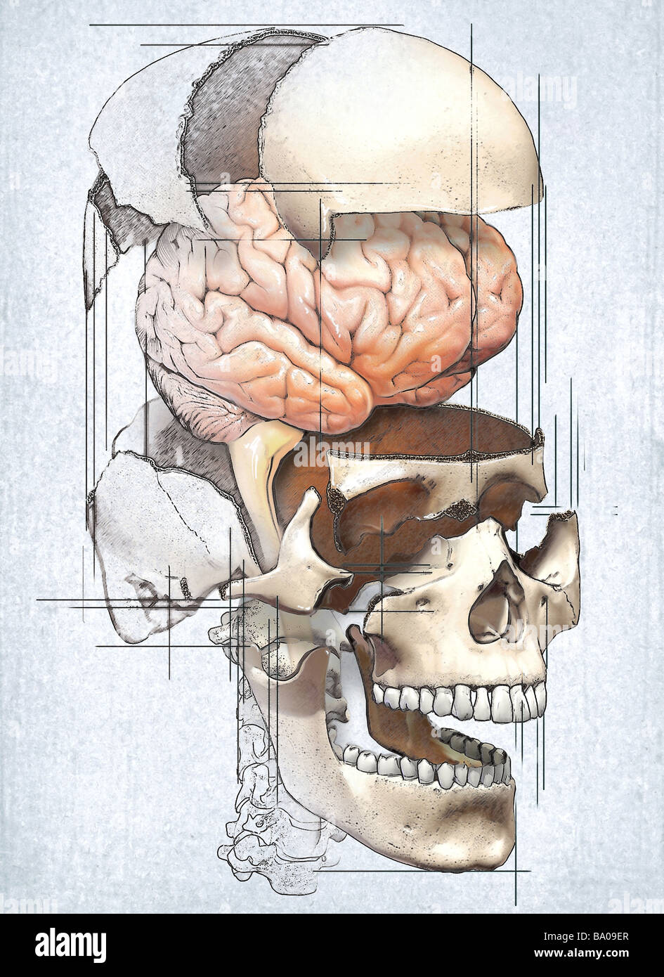 This medical image depicts an exploded view of the skull with the brain in an editorial style illustration. Stock Photo