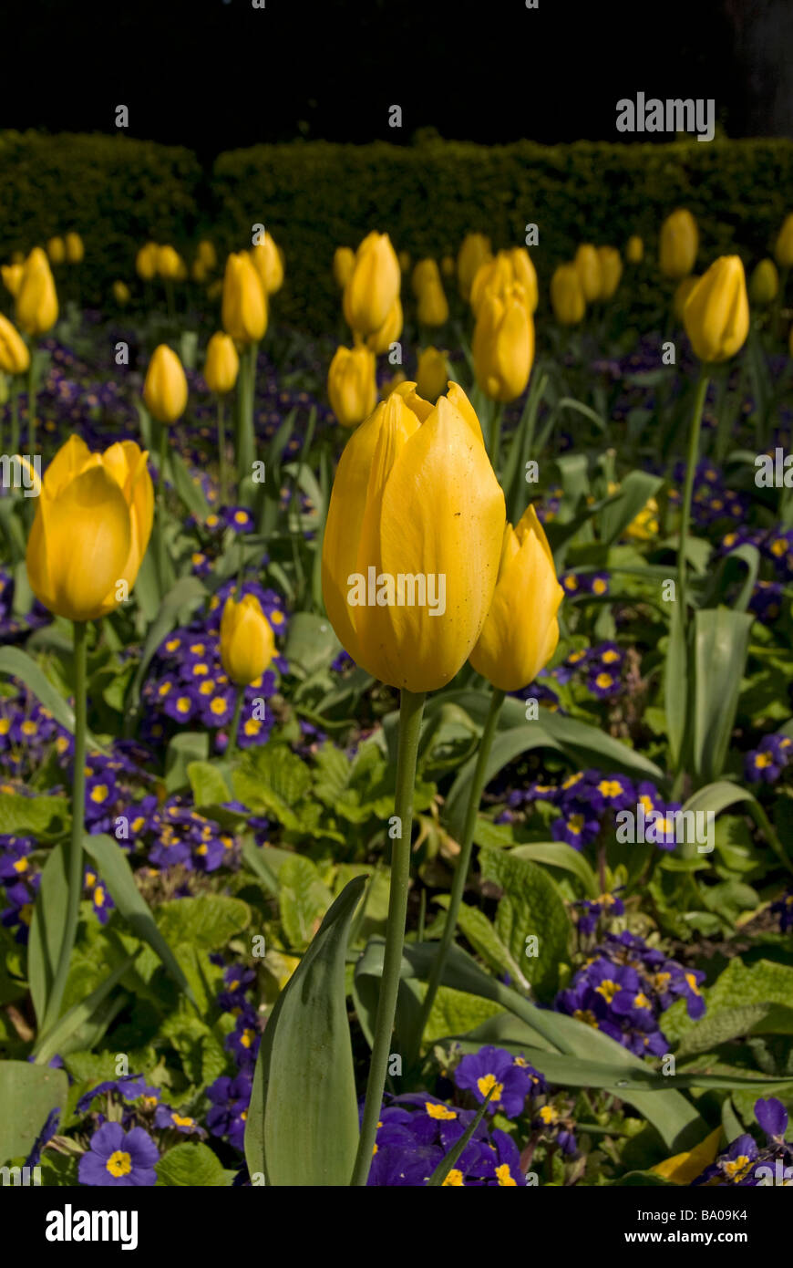 Sf golden gate hires stock photography and images Alamy