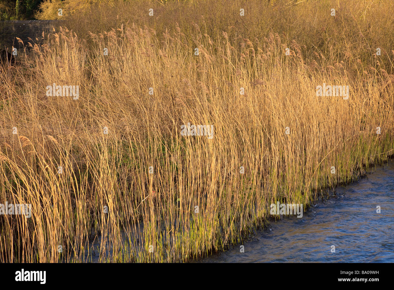 River Rushes Uk River windrush minster lovell hi-res stock photography and images - Alamy